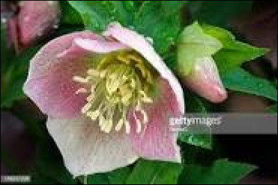 L'hellébore porte aussi le nom de "rose de l'Epiphanie".
