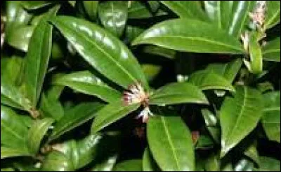 Le sarcococca est un arbuste portant des fleurs parfumées en hiver.