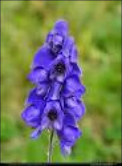 Les fleurs de l'aconit d'hiver sont bleues.