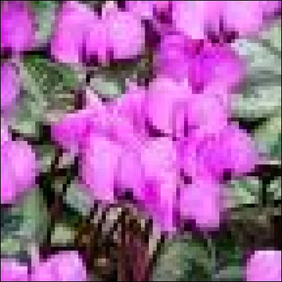 Le cyclamen coum est une petite plante "haute de 10 à 15 cm seulement".