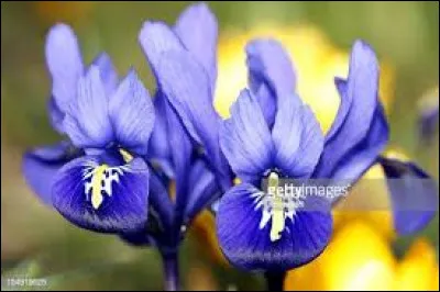 L'iris réticulé fleurit dès la fin de l 'hiver.