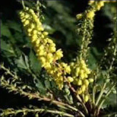 Les fleurs de mahonia forment des grappes jaunes très parfumées.