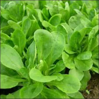 Et puis je me vois dans l'obligation d'acheter ceci :