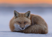 Quiz Un animal - Le renard roux