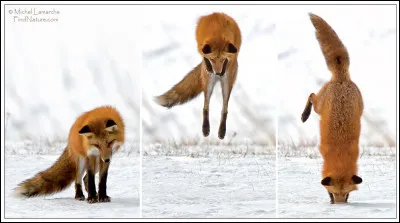 Comment s'appelle sa technique de chasse consistant à bondir sur place et retomber le museau en avant pour attraper un rongeur ?