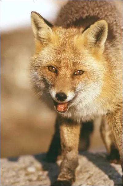 Avec combien de sons différents peut communiquer le renard ?