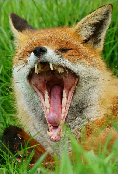 Le régime du renard roux est...