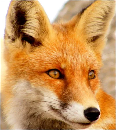 Le renard vit :