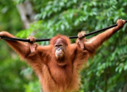 Quiz Un animal – L'orang-outan