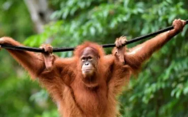 Quiz Singes