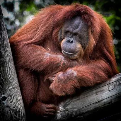 Quel est le nom scientifique de l'orang-outan de Bornéo ?