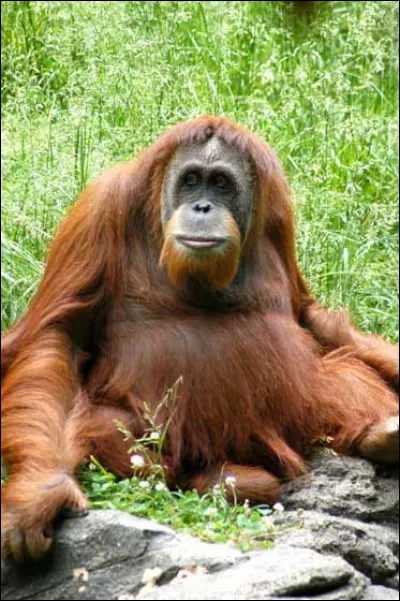 Que signfie "orang-outan" en malais ?