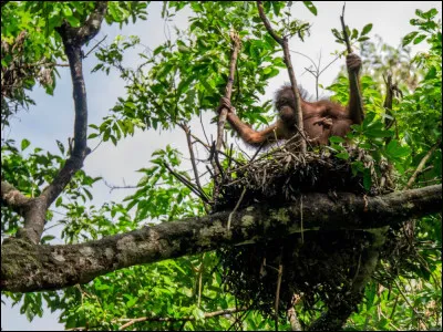 L'orang-outan garde le même nid de branchages tous les soirs.