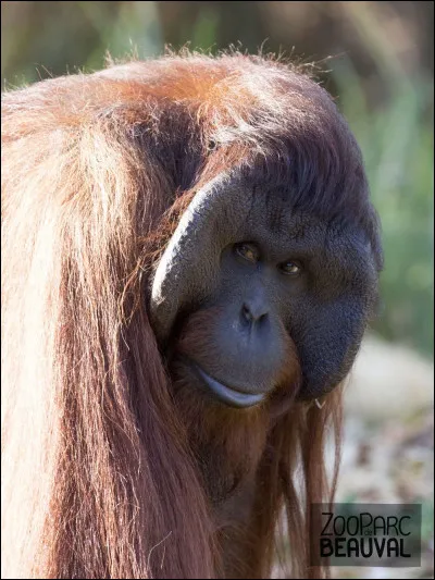 Cet orang-outan est une femelle.
