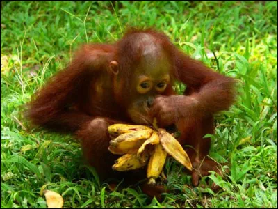 L'orang-outan consacre .... à son alimentation la journée.