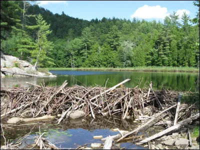 De quelles esp&egrave;ces de bois se sert-il le plus souvent pour construire ses barrages ?