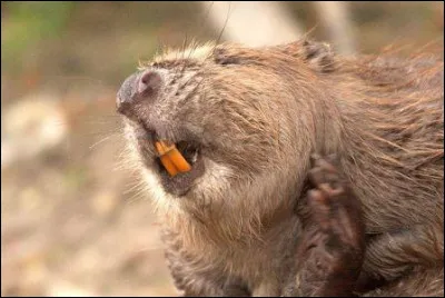 Le castor ne poss&egrave;de pas de canines