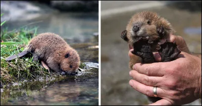 Combien de temps, les b&eacute;b&eacute;s castors restent-ils dans la hutte ?