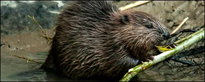 Qui passe le plus de temps &agrave; se nourrir ?