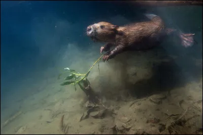 Le castor peut rester sous l'eau pendant :