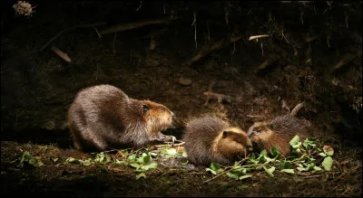 Le castor du Canada hiberne-t-il ?