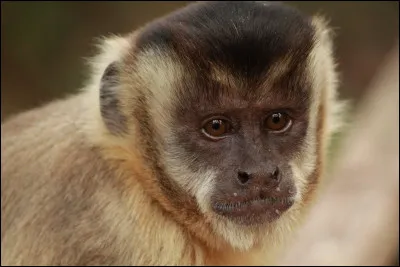 Lequel de ces adjectifs te correspond le mieux ?