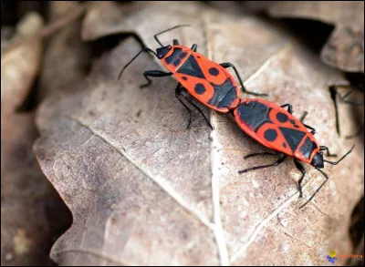 Oui le gendarme fait partie de la famille des punaises, mais connaissez-vous son vrai nom ?