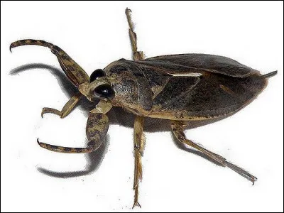 La punaise aquatique est :