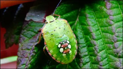 D'où vient le punaise verte ponctuée ?