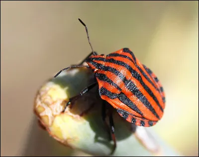À quoi servent les rayures orange et noires de la punaise arlequin ?