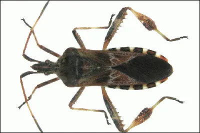 Comment la punaise américaine est-elle arrivée chez nous ?