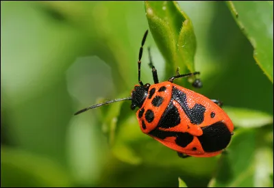 Quel est l'aliment favori de l'Eurydema Ornata ?