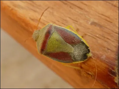 Combien y a-t-il d'espèces de punaises ?