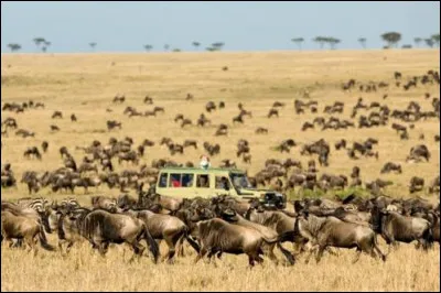 Attirant 350 000 touristes par an, dans quel pays africain se situe la majeure partie du parc national du Serengeti ?