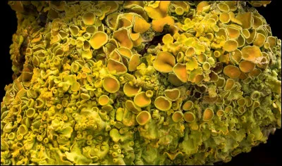 Comment les radis sont-ils pr&eacute;sent&eacute;s sur les &eacute;tals des march&eacute;s ?