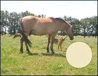 Quel est le nom de cette robe ?