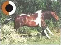 Quel est le nom de cette robe ?