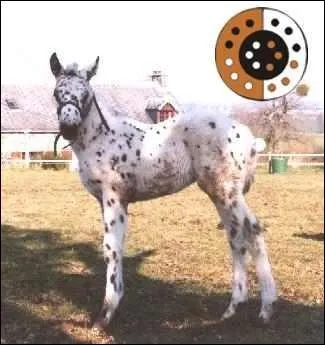 Quel est le nom de cette robe ?