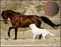 Quel est le nom de cette robe ?