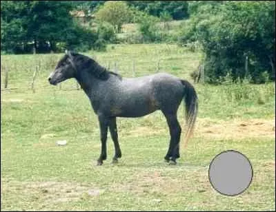 Quel est le nom de cette robe ?