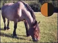 Quel est le nom de cette robe ?