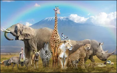 Quel animal préférez-vous ?