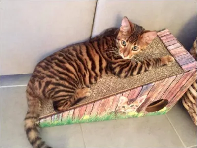 Quelle race de chat apercevons-nous ici ?