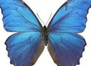 Quiz Le quiz papillon