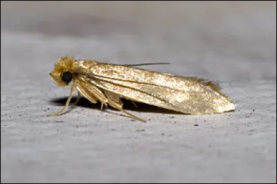 La mite des vêtements fait-elle partie de la même famille que les papillons ?