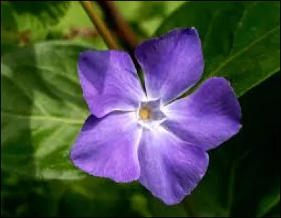 Quelle "fleur" dépose parfois des "papillons" ?