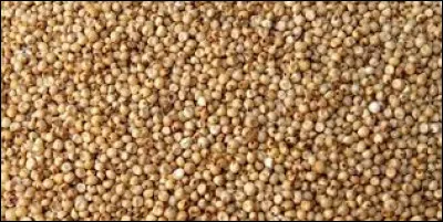 Est-ce de l'orge ou plutôt du sorgho ?