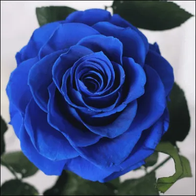 Que signifie l'expression : ''Être fleur bleue'' ?