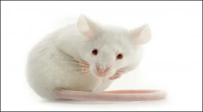 Des fleurs pour qui d'après le titre du roman de science-fiction de Daniel Keyes ?