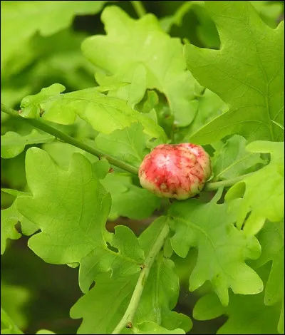 Où trouve-t-on le lieu-dit : Llanfairpwllgwyngyllgogerychwrndrobwllllantysiliogogogoch ?